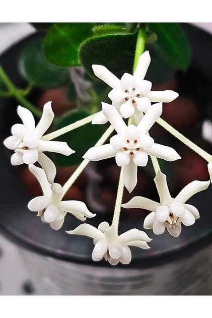 Hoya Pulleana Mumçiçeği