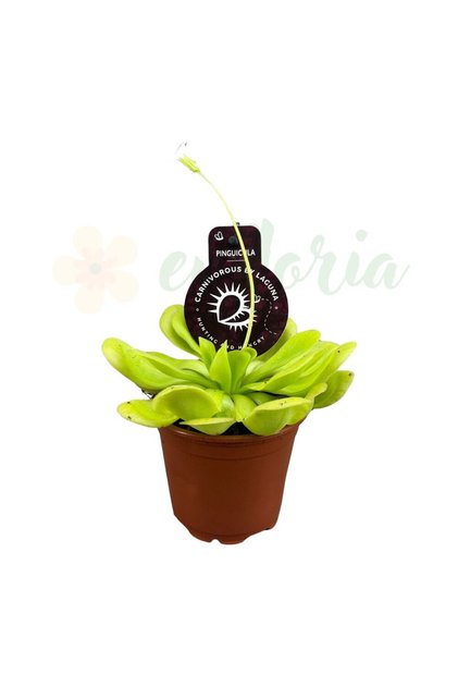 Pinguicula Ø8.5cm