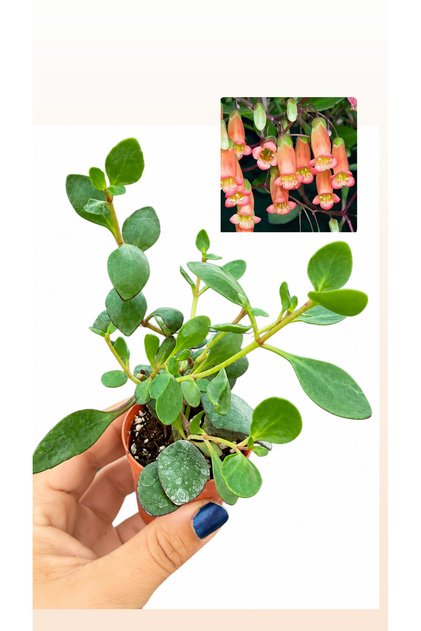 Kalanchoe Manginii Kalanşo – Sarkıcı Çiçekli Sukulent Salon Bitkisi