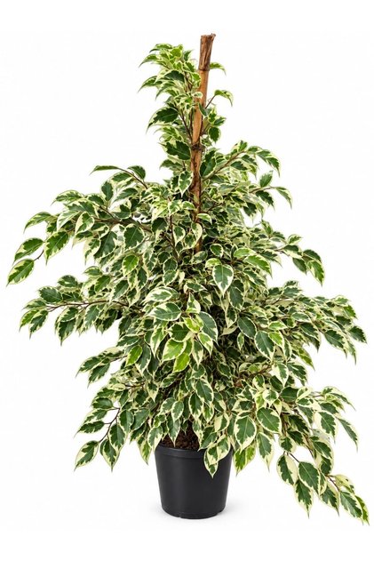 Alacalı Benjamin / Ficus Benjamina Variegata / Q21 cm Saksı / 80-100 cm Boy / Salon Bitkisi