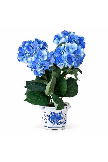 Blue Blanc Saksılı Mavi Ortanca Çiçeği
