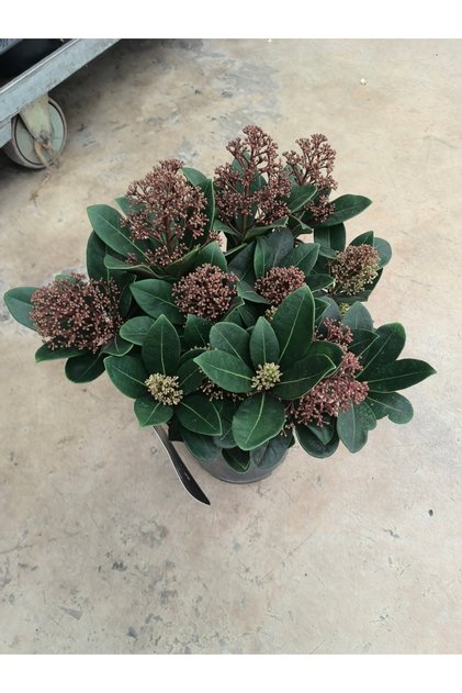 Japonica kırmızı köpük çiçeği