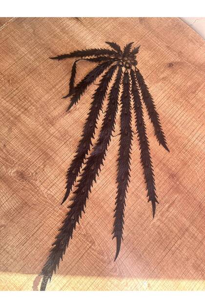 Black Embroidery Leaf Arma Stitch Applique 55 cm