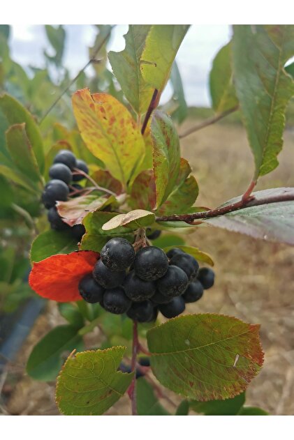 Taze Aronya Meyvesi Gurme Yüksek Aroma Organik Sertifikalı Üreticiden 1 Kg.