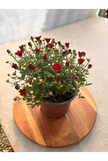 Kasımpatı - Chrysanthemum morifolium