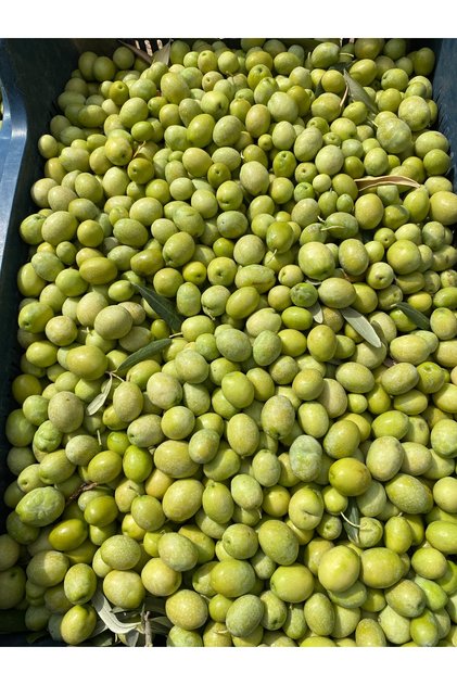 ÇİĞ İŞLENMEMİŞ ( HAM ) SARI ULAK CİNSİ YEŞİL ZEYTİN – NET 6 KG