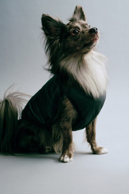 Pofuduk Köpek Ceketi