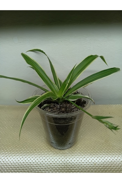 Kurdele Çiçek (11-10cm)