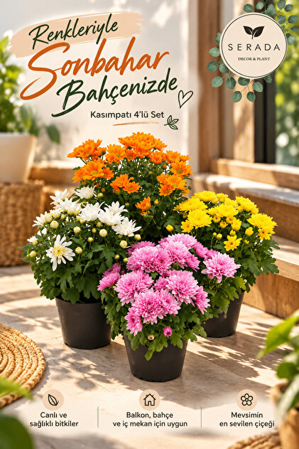 Videolu 4'lü Karışık Renk Kasımpatı Çiçeği 15-25 Cm Saksılı Çiçekli Bodur Bitkiler Chrysanthemum