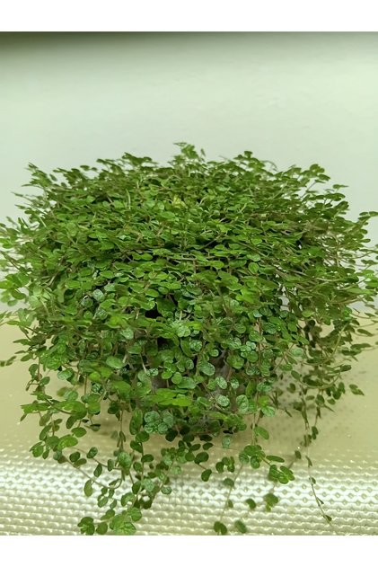 Arapsaçı 11-10 cm