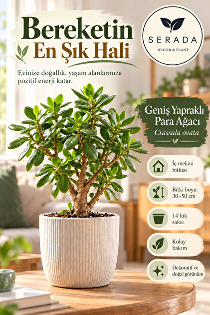 Videolu Para Ağacı Bitkisi (40 60 CM)1 Adet Saksılı Iç Mekan Bitkisi Crassula