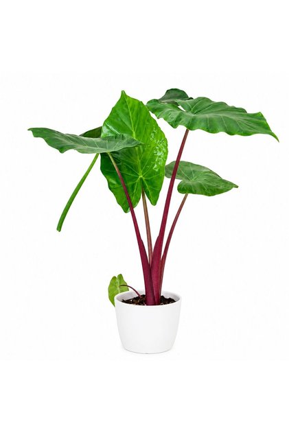 Alocasia Imperial Red, H 100-120 cm