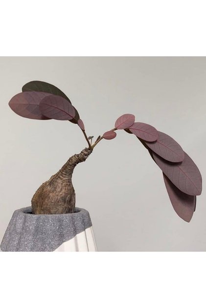 Phyllanthus Mirabilis - Gece Yapraklarını Kapatan Güneydoğu Asya Kökenli Özel Tür Caudex Bitki - (M) Orta Boy