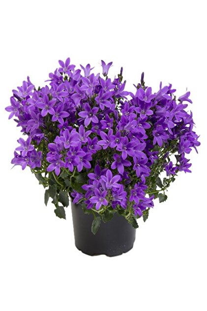 Plantă Campanula, H 30 cm