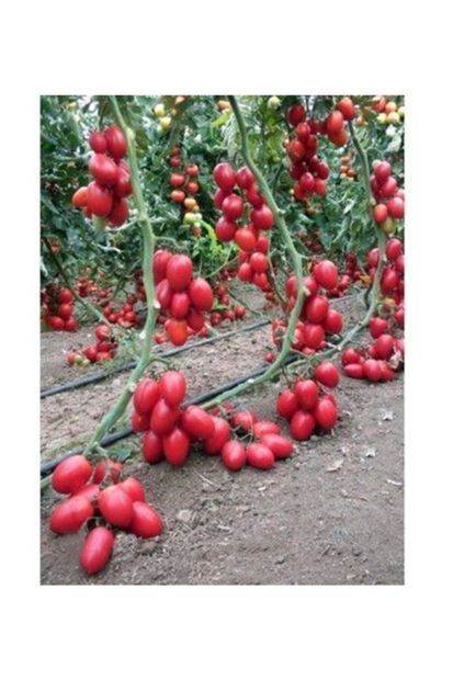 3M Zeytin Cherry Domates Tohumu Ortalama 25+ Tohum - 1