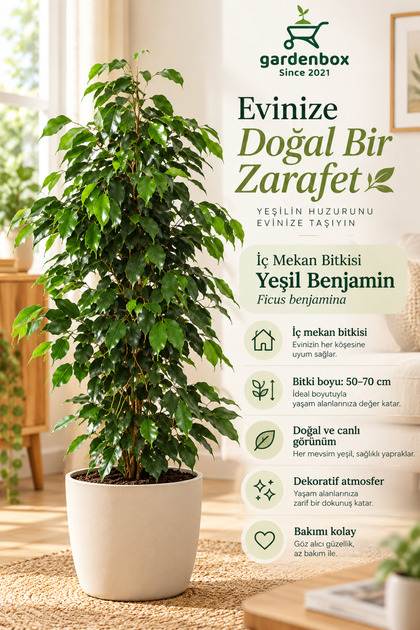 Ficus Benjamin Yeşil Yapraklı Canlı Ev Ve Ofis Bitkisi