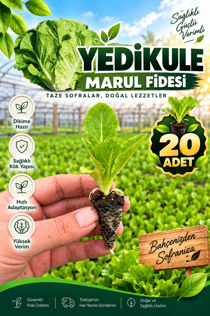 20 Adet Yedikule Marul Fidesi