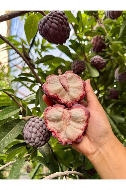 Suger Aple ( Şeker Elması 1 Adet )