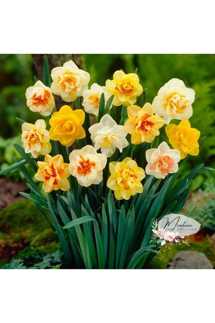 Pachet de bulbi de narcisă, amestec dublu (10 bucăți)