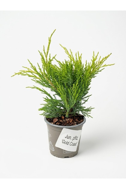 Ienupăr Juniperus x pfitzeriana 'Gold Coast'