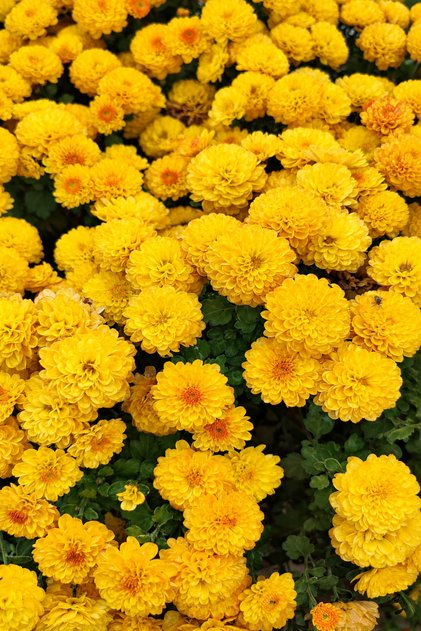 3 Adet Sarı Kasımpatı Krizantem Çiçeği Chrysanthemum 8x8x8 cm Viyolde 15-20 cm