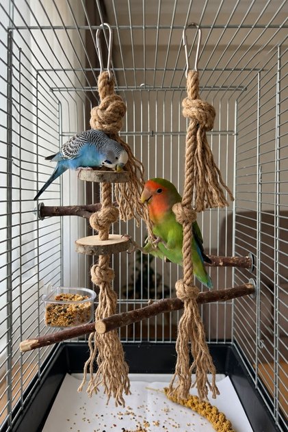Bird Toy Set 35 cm Natural Wood and Jute Rope – Budgie