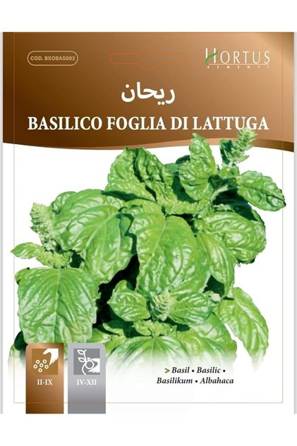 Lettuce Leaves Basil Seeds
