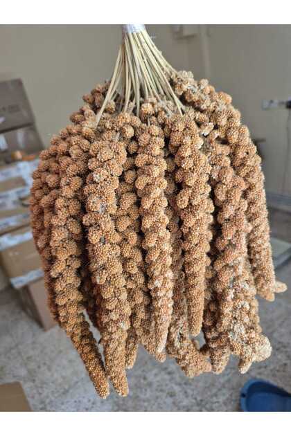 1. KALİTE KIZIL DAL DARI İRİ BOY 500GRAM TAMAMEN İLAÇSIZ VE DOĞAL!(Açıklama bakınız)