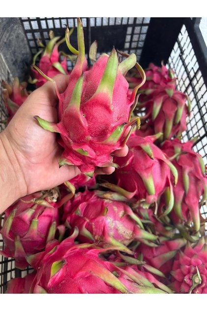Ejder Meyvesi Pitaya 1 Kg Taze Hasat