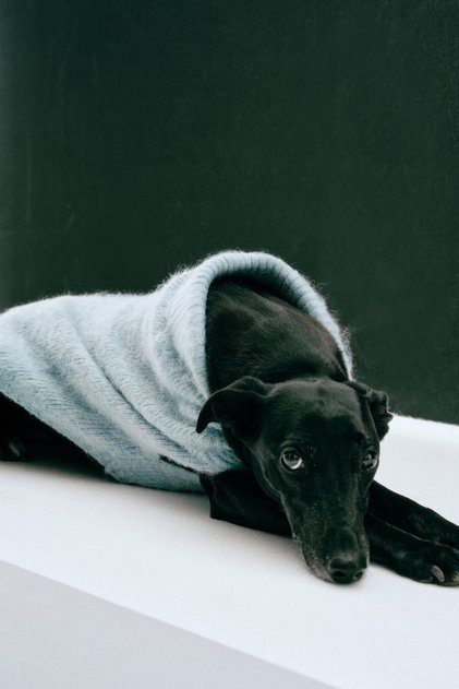 Kabarık Tüylü Triko Köpek Kazağı