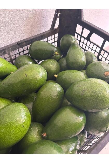 Avokado 2 kg - karma boy - dalından yeni hasat