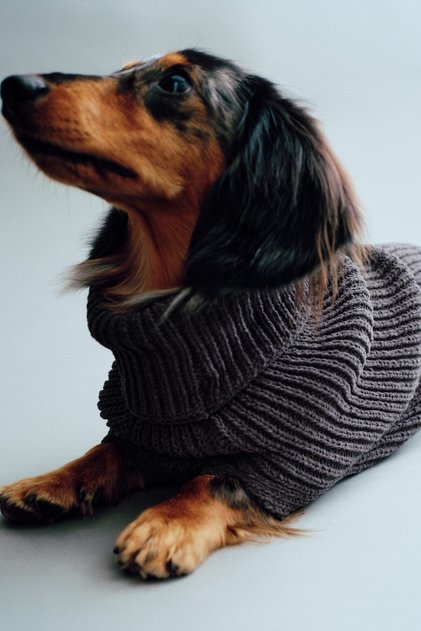 Lastik Örgülü Köpek Kazağı