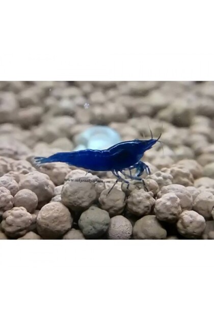 Marimolu Mavi Kadife ( 1 cm ) 5 ADET