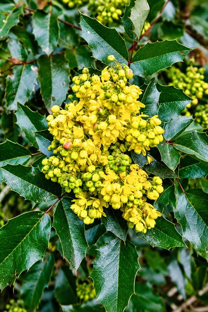 Mahonia Sarıboya Çalısı Fidanı Mahonia Aquifolium Tüplü 30 cm
