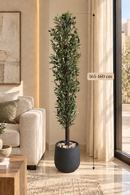شجرة زيتون بطول 165-160 سم بمركن