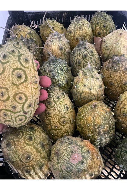 Kiwano dikenli kavun 1 Adet
