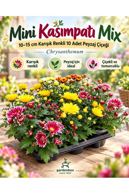 Mini Kasımpatı Mix 10–15 cm Karışık Renkli 10 Adet Peyzaj Çiçeği Chrysanthemum