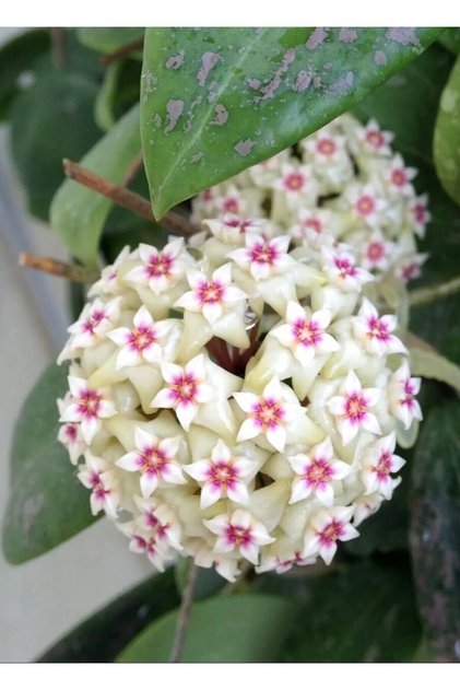 Hoya Wibergiae Mum Çiçeği