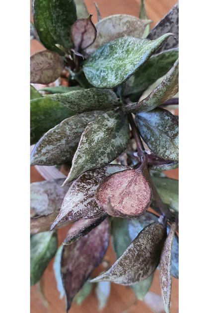 Hoya Lacunosa Autumn Blush Mum Çiçeği