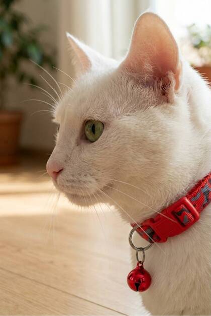 Kedi Köpek Tasması Kırmızı