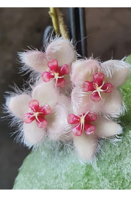 Hoya Caudata Sumatra Mum Çiçeği