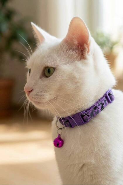 Kedi Köpek Boyun Tasması Mor Alaca