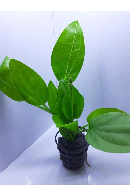 Echinodorus muricatus Sert Yapraklı Canlı Akvaryum Bitkisi (1 kök 3-5 Yaprak)