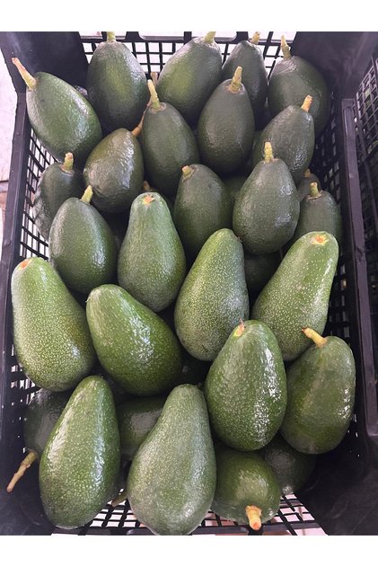 Avokado 1kg- dalından taze yeni hasat