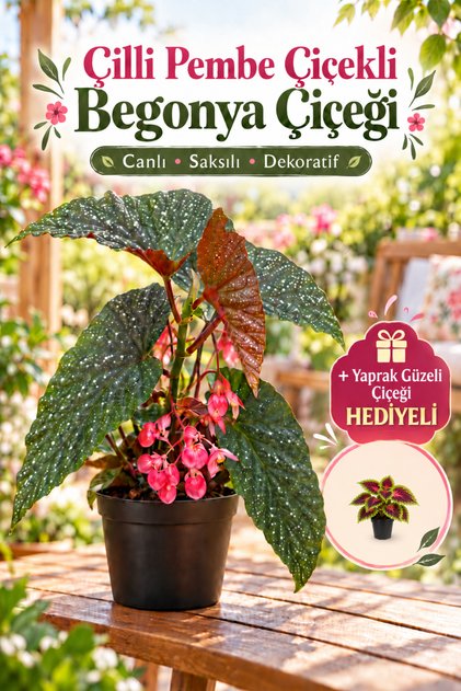 Çilli Pembe Çiçekli Begonya Çiçeği+Yaprak Güzeli Çiçeği