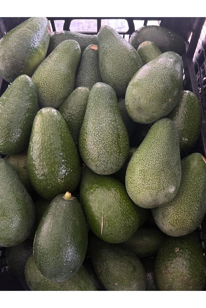 1kg Avokado Dalından Taze-Yeni Hasat