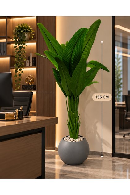شجرة موز بطول 155 سم بمركن مكور