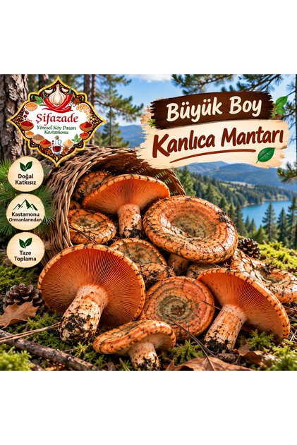 1kg Şifazade Büyük Boy Kanlıca Mantarı – Kastamonu Yöresel Lezzeti