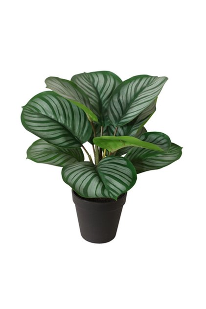 Yapay Bitki Maranta