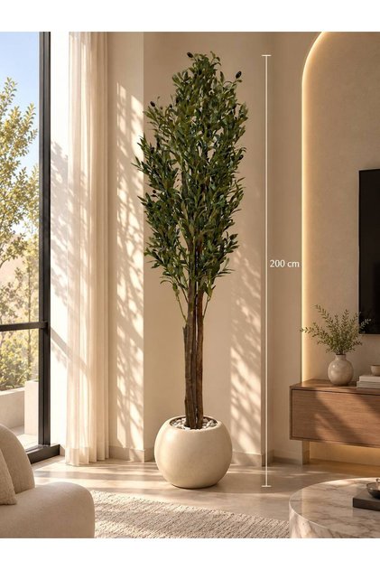 200 cm Long Olive Tree with a Grafted Trunk